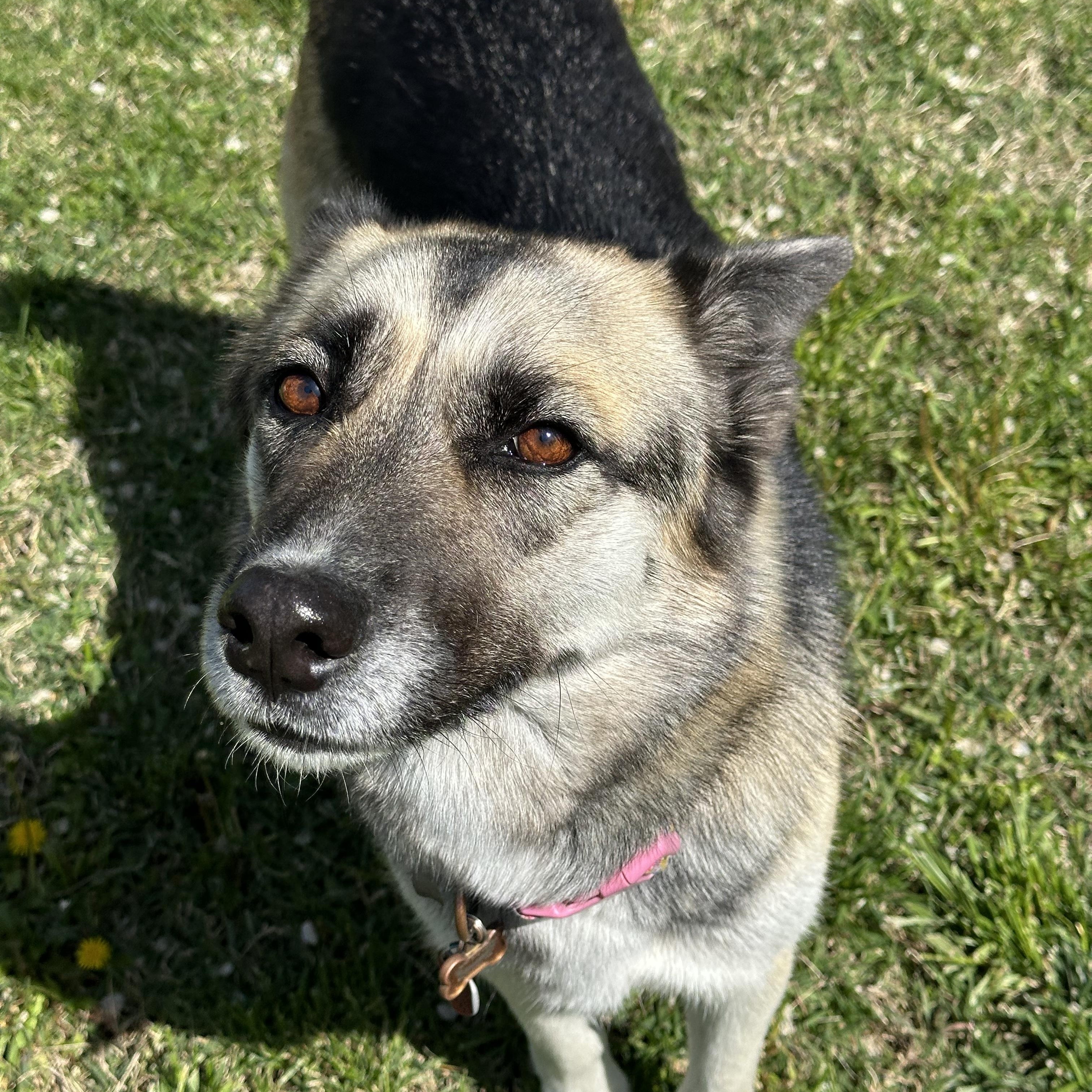 Enlarge Pheobe, a Adoptable mixed breed in Pasco, WA image 4/6