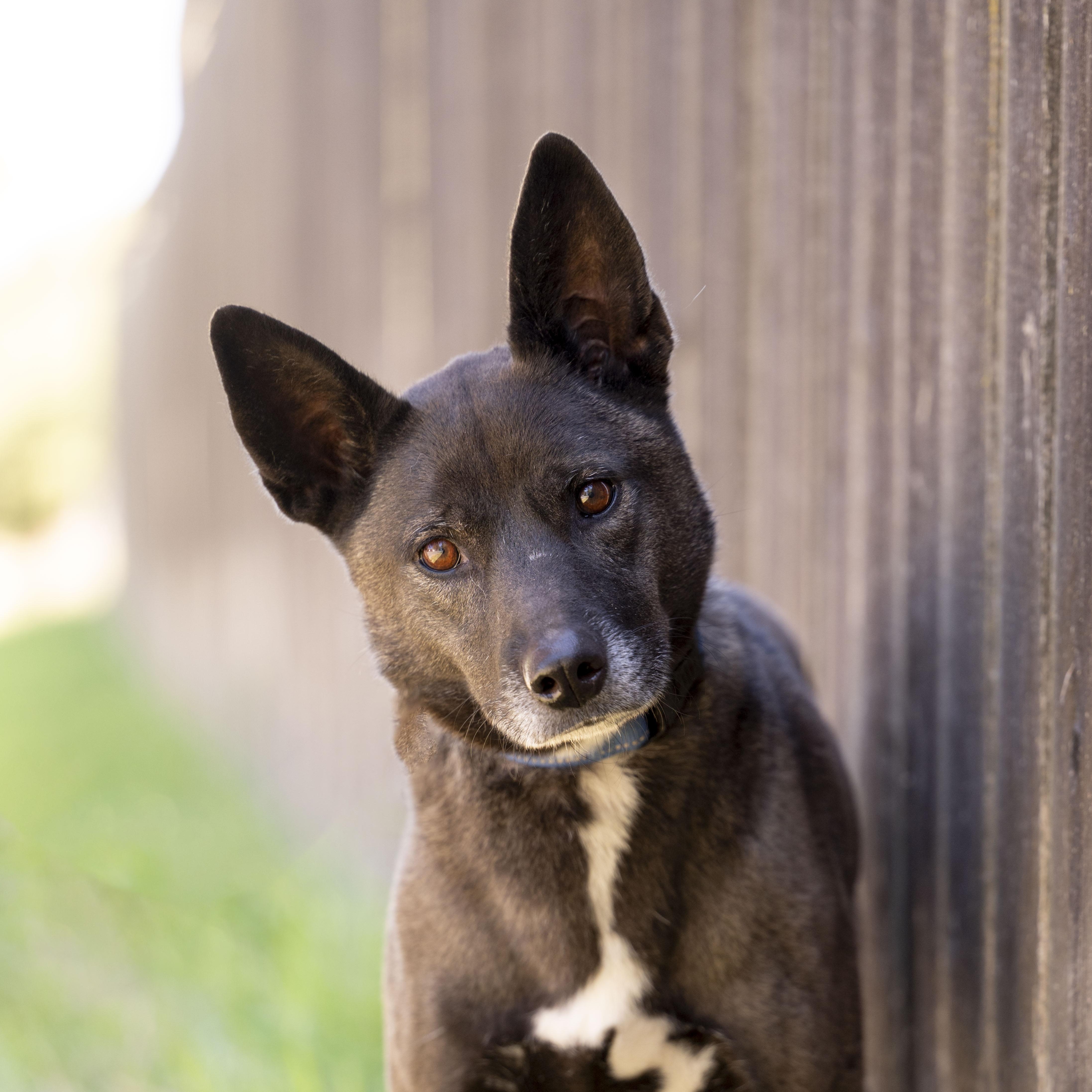 Sheila, Adoptable, Young Female Xoloitzcuintli / Mexican Hairless.