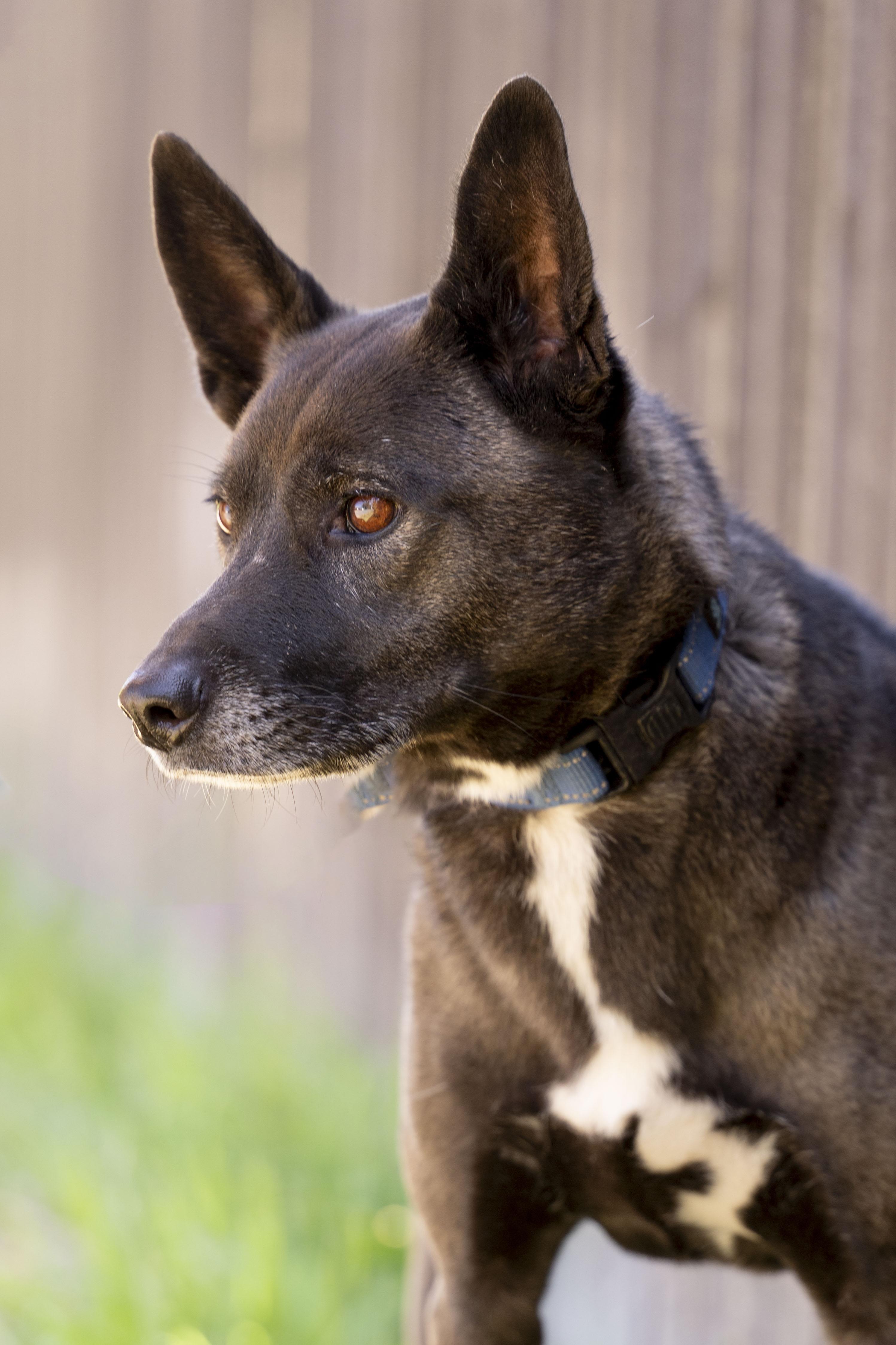 Sheila, a Adoptable Xoloitzcuintli / Mexican Hairless in Petaluma, CA image 6/6