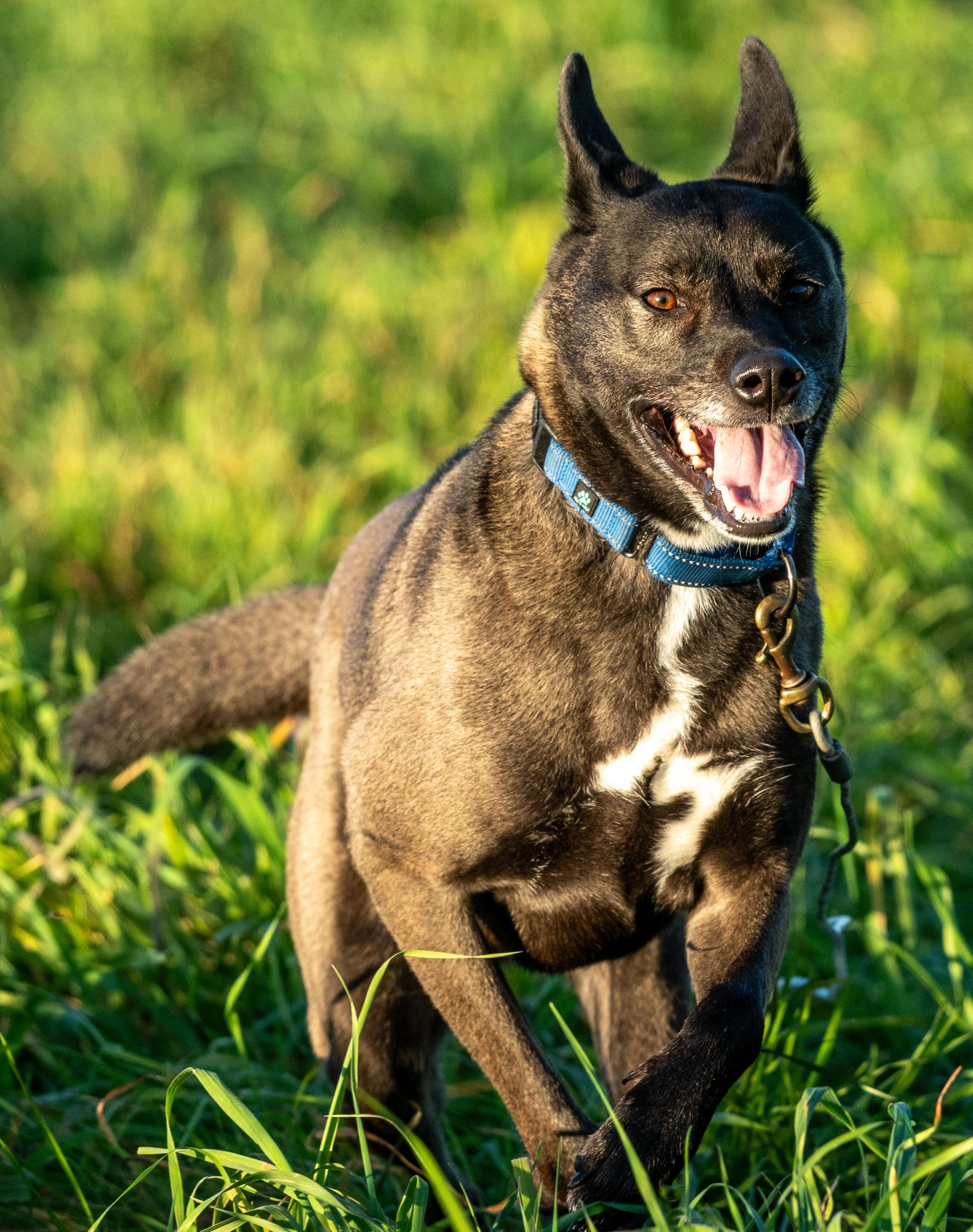 Enlarge Sheila, a Adoptable mixed breed in Petaluma, CA image 6/6