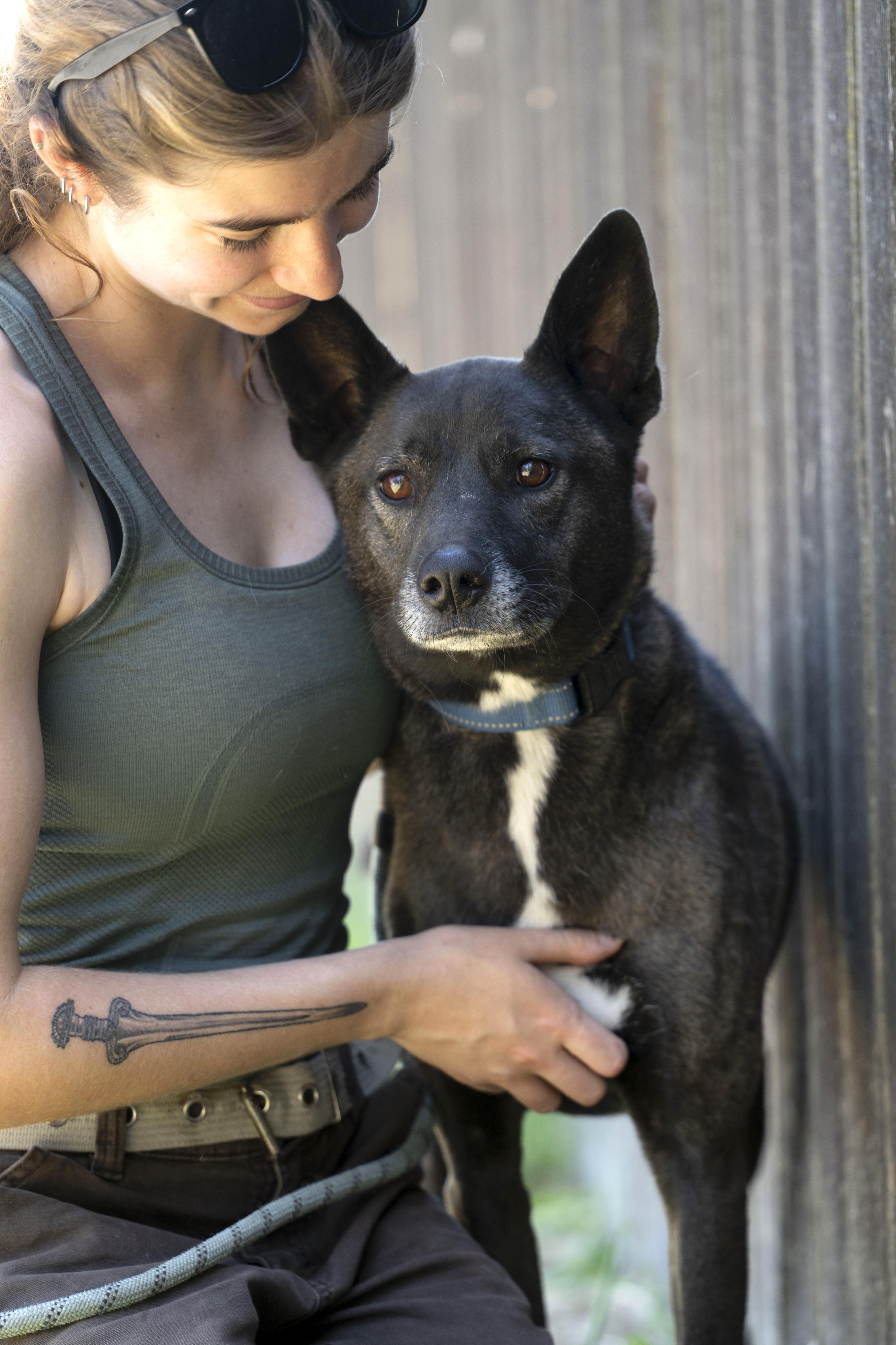 Sheila, a Adoptable Xoloitzcuintli / Mexican Hairless in Petaluma, CA image 2/6