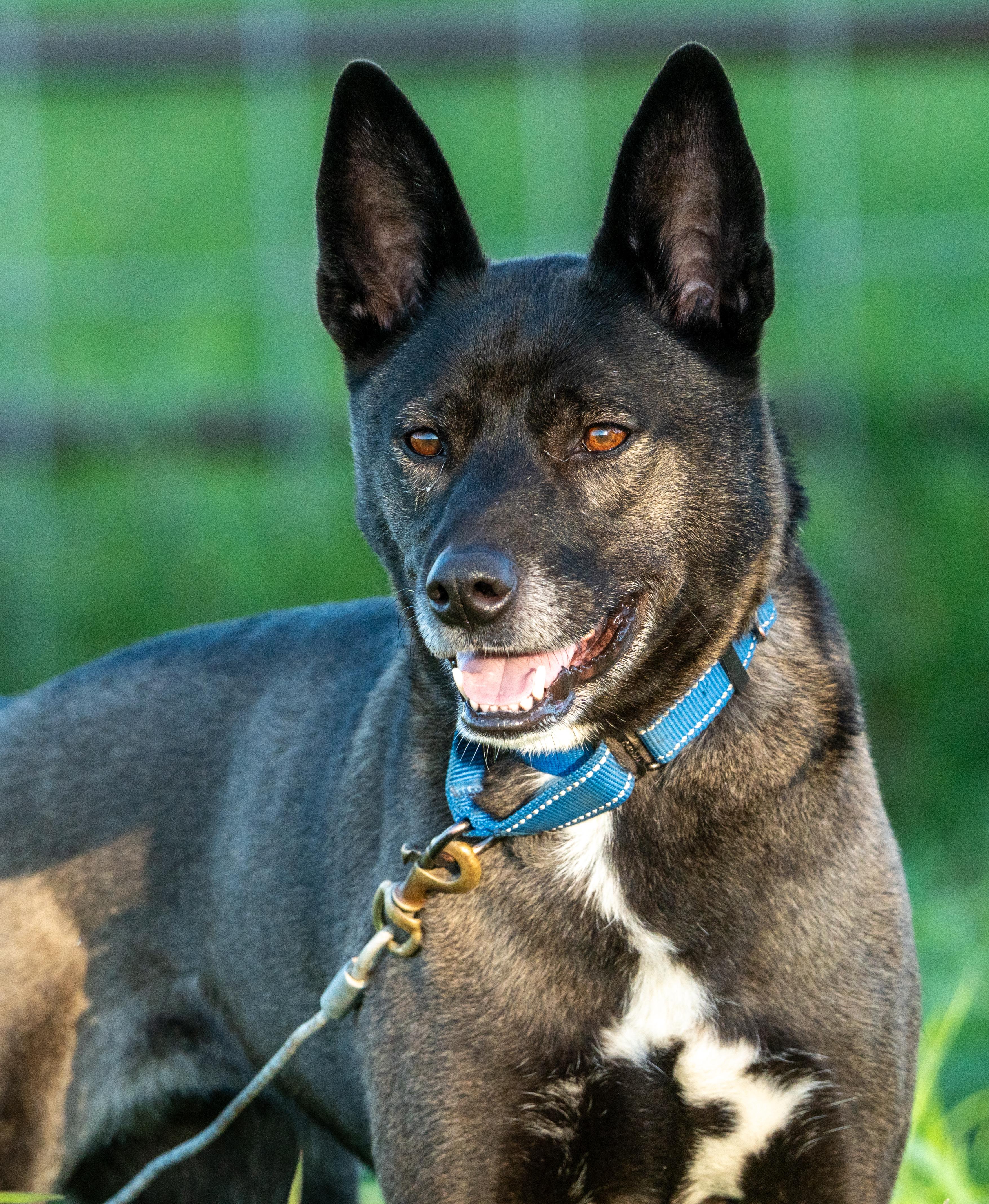 Sheila, Adoptable, Young Female Australian Cattle Dog / Blue Heeler.
