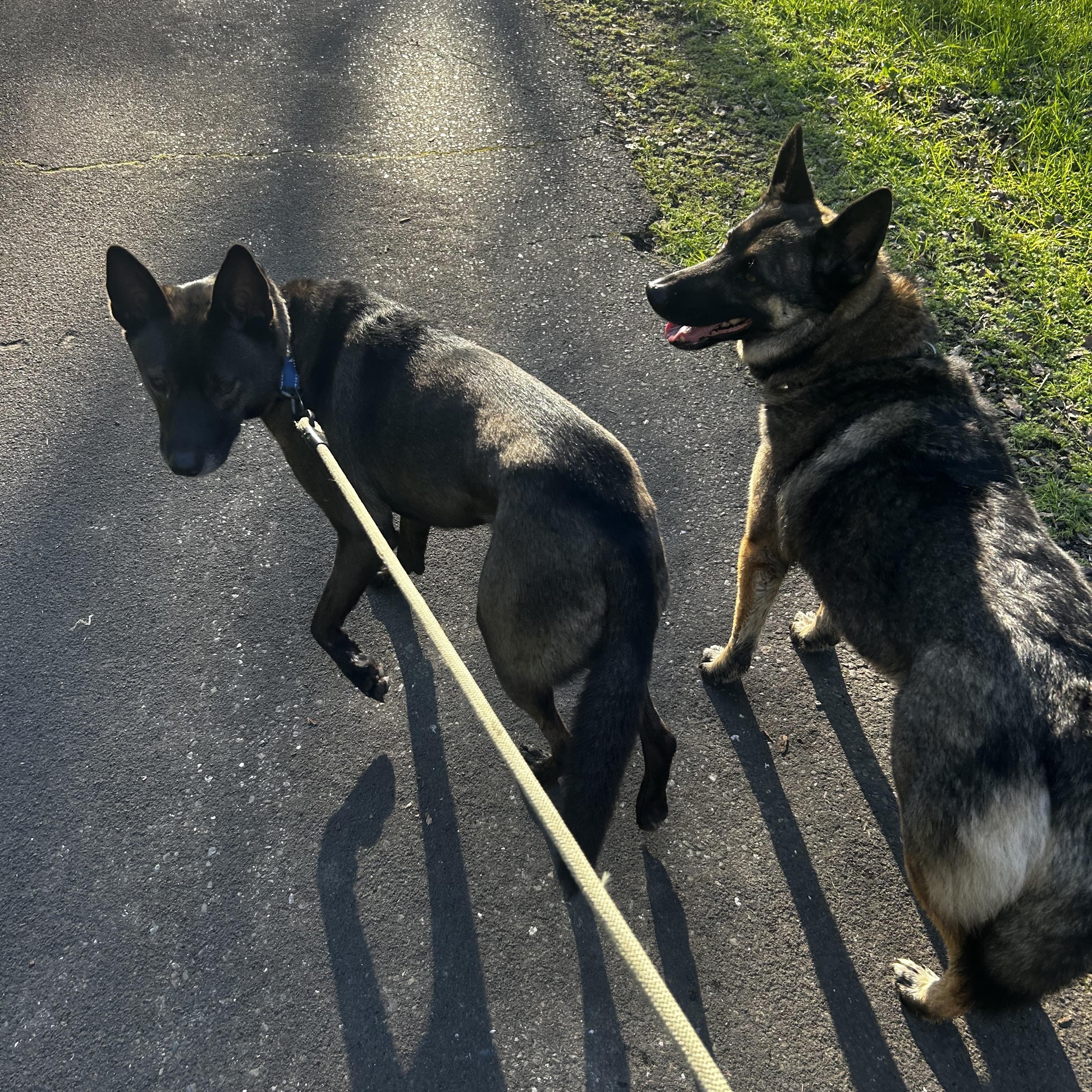 Enlarge Sheila, a Adoptable mixed breed in Petaluma, CA image 2/6