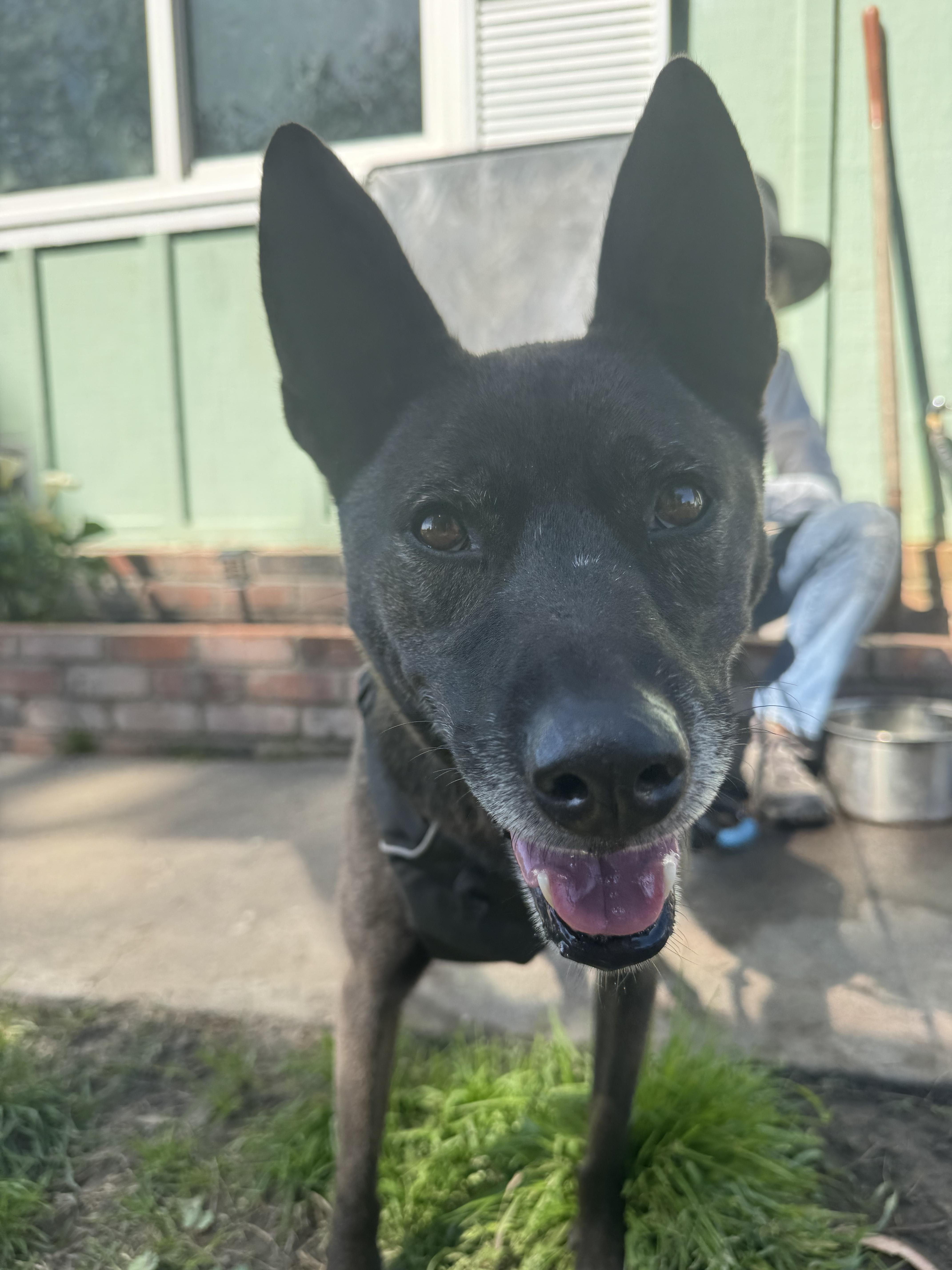 Sheila, a Adoptable mixed breed in Petaluma, CA image 6/6
