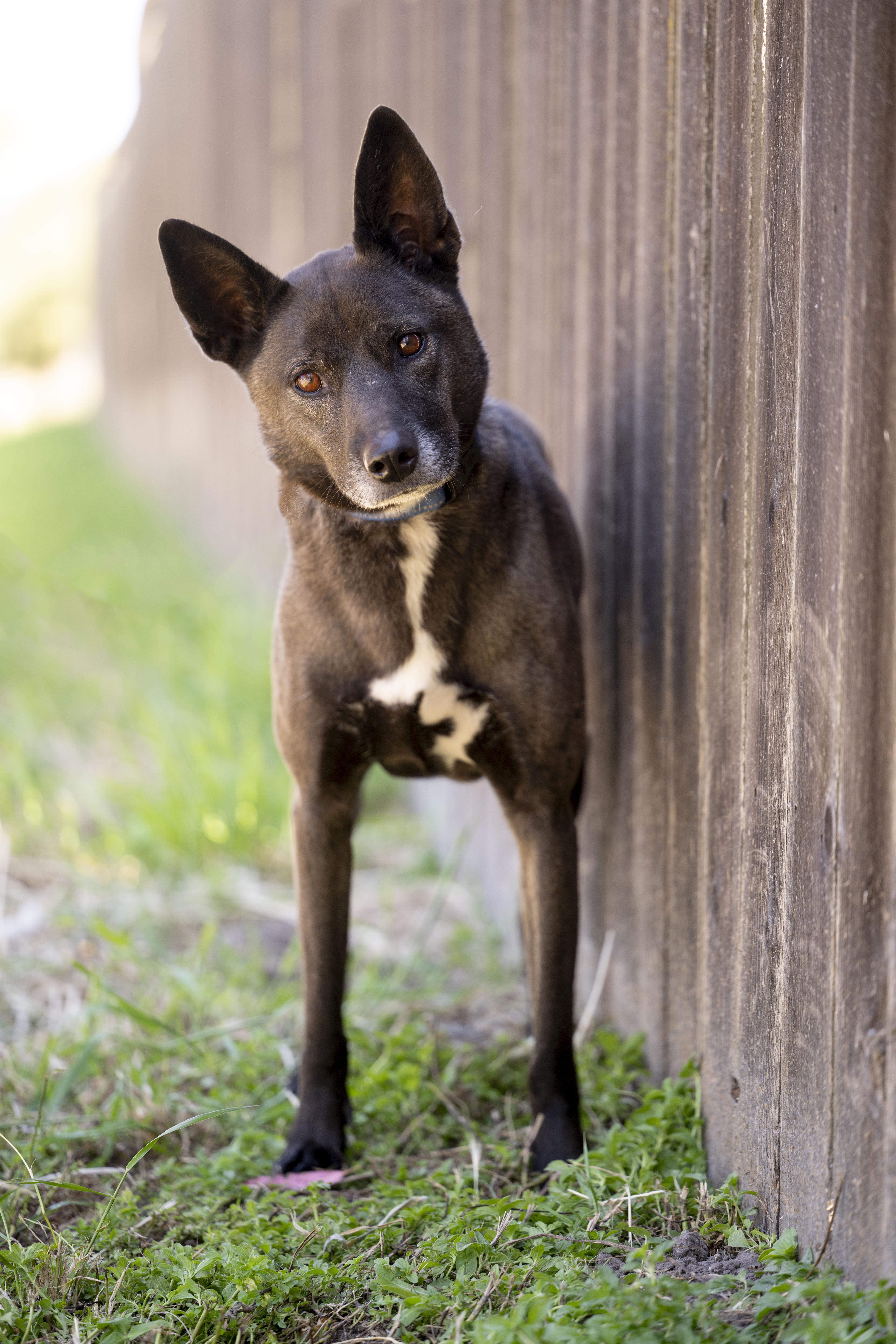 Sheila, a Adoptable Xoloitzcuintli / Mexican Hairless in Petaluma, CA image 3/6