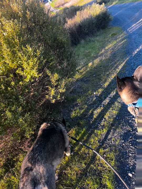 Enlarge Sheila, a Adoptable mixed breed in Petaluma, CA video 3/6