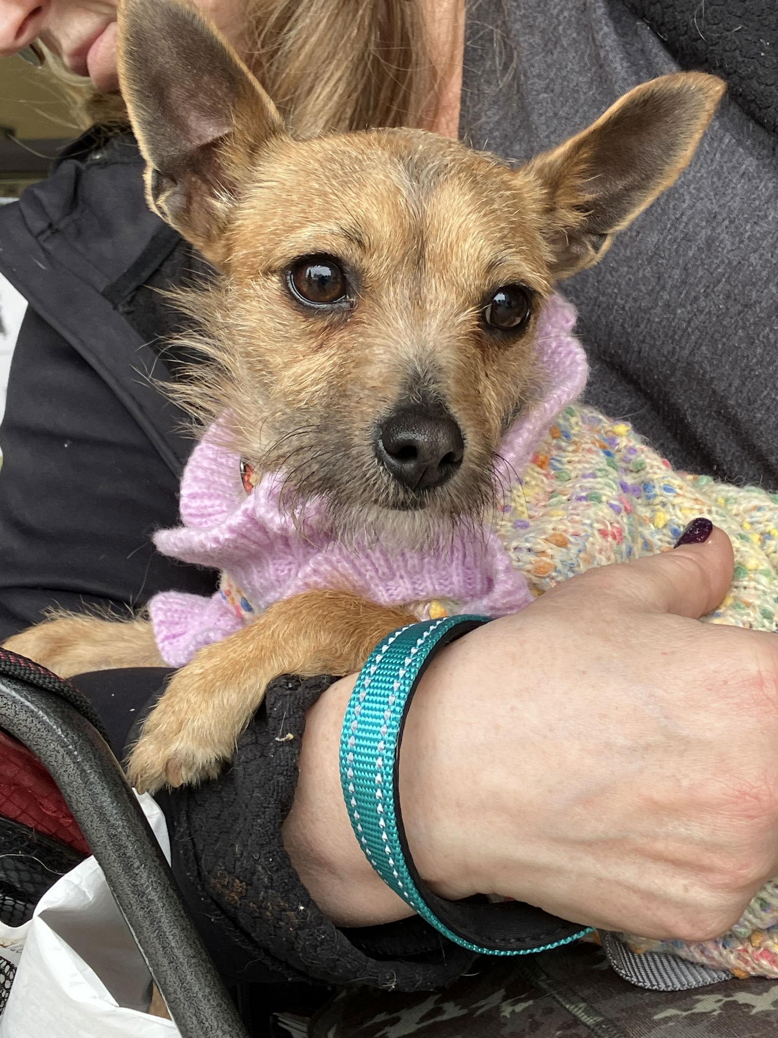 Enlarge Ruthie, a Adoptable Chihuahua in Napa, CA image 1/3