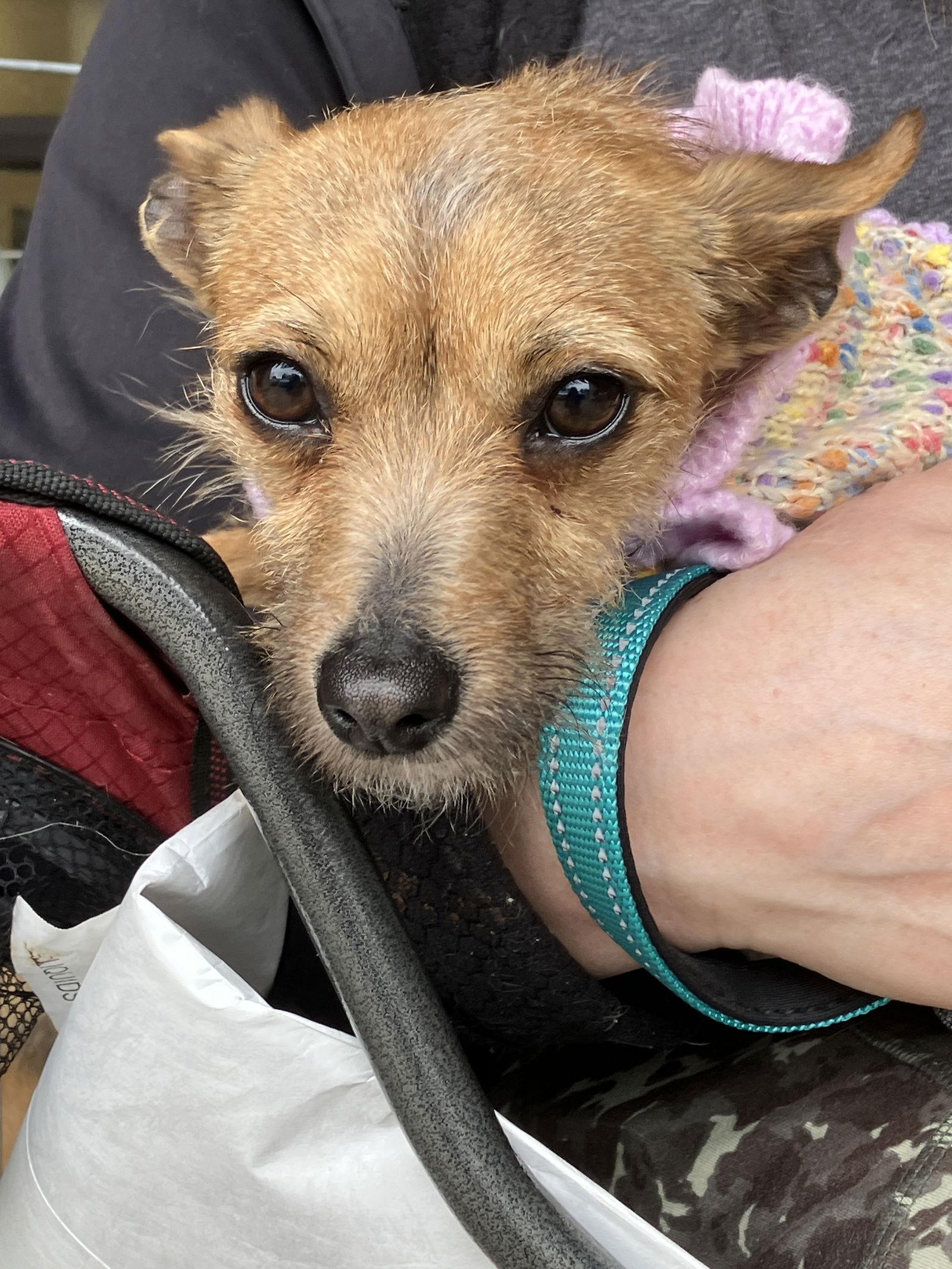 Enlarge Ruthie, a Adoptable Chihuahua in Napa, CA image 2/3