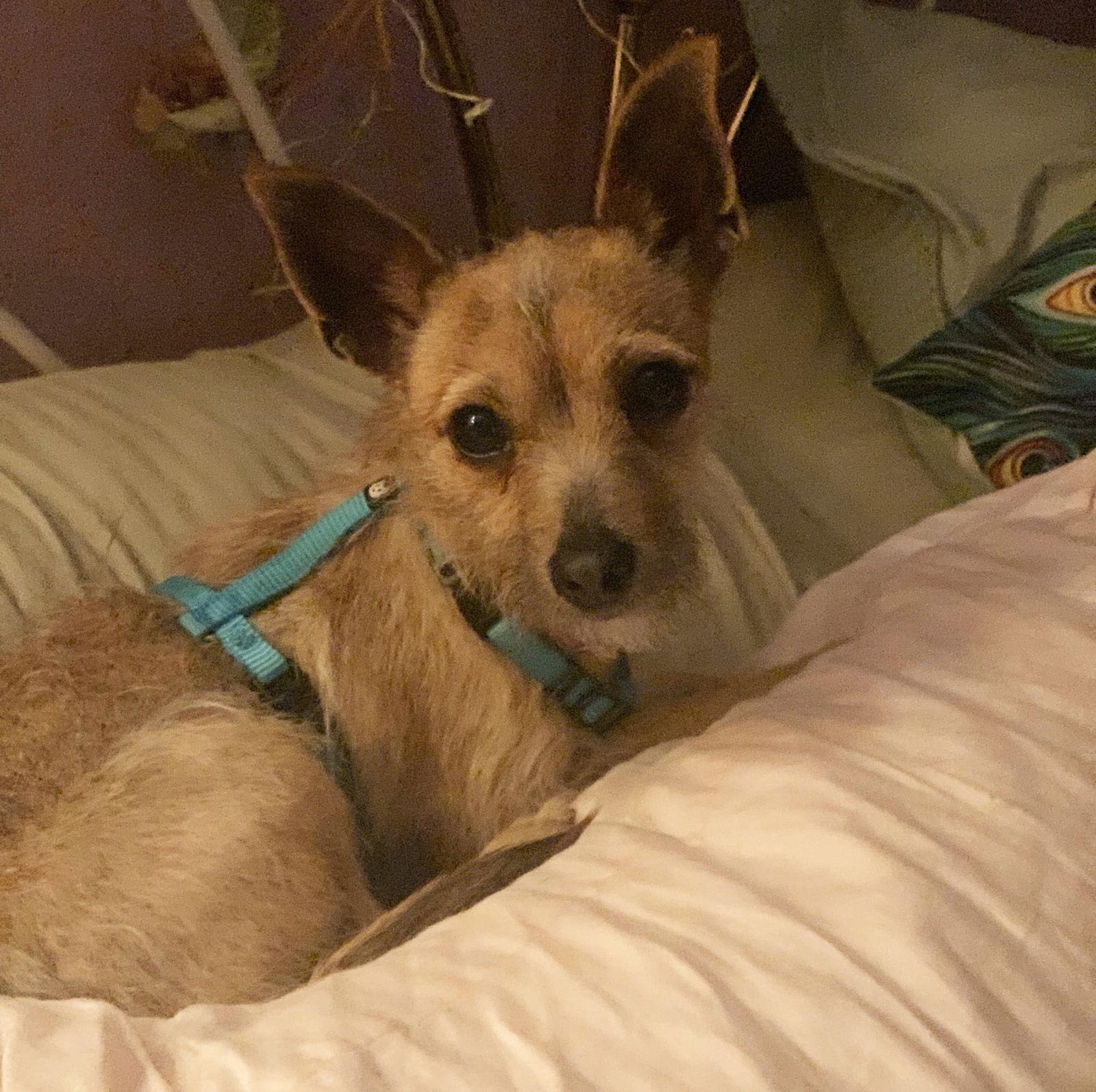 Enlarge Ruthie, a Adoptable Chihuahua in Napa, CA image 3/3
