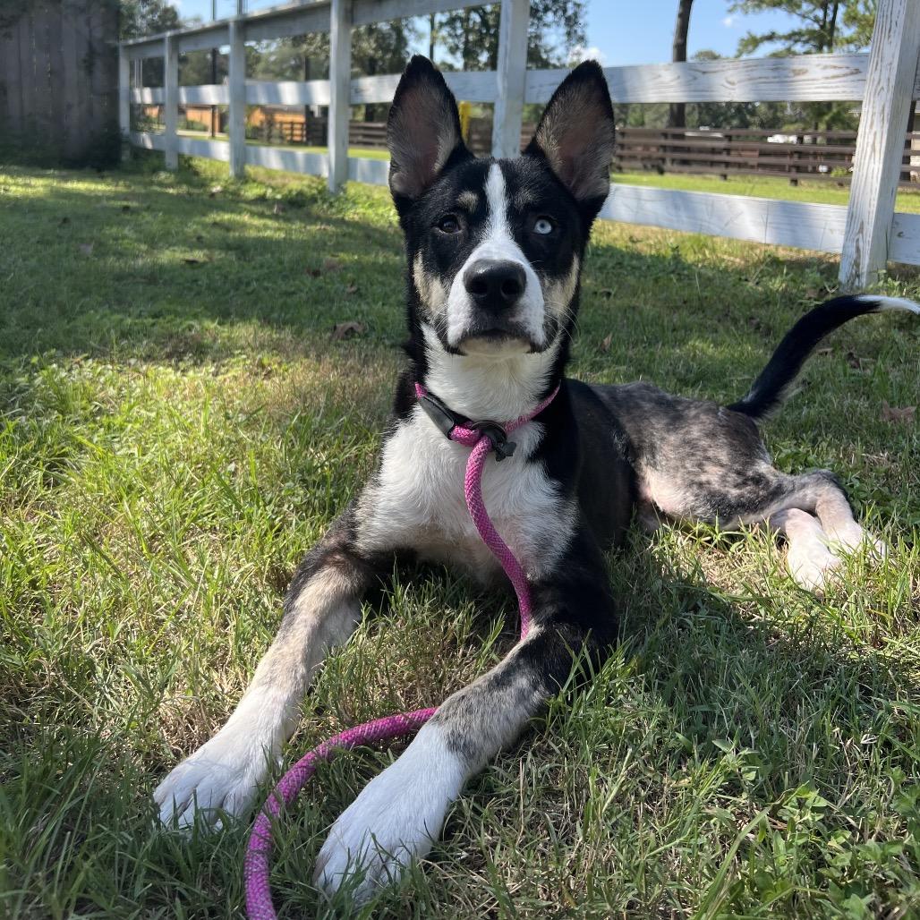 Phineas, an adopted mixed breed in Spring, TX image 4/6