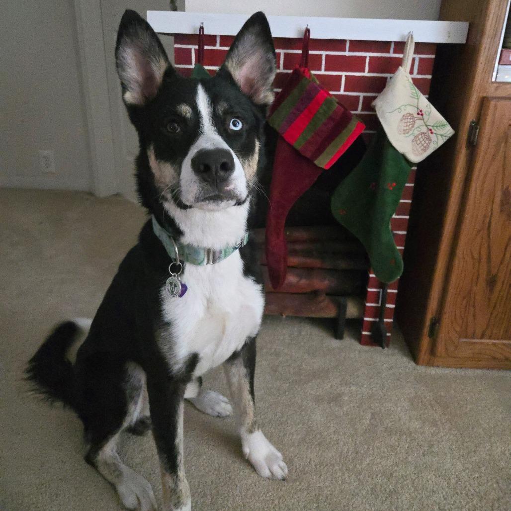 Phineas, an adopted mixed breed in Spring, TX image 3/6