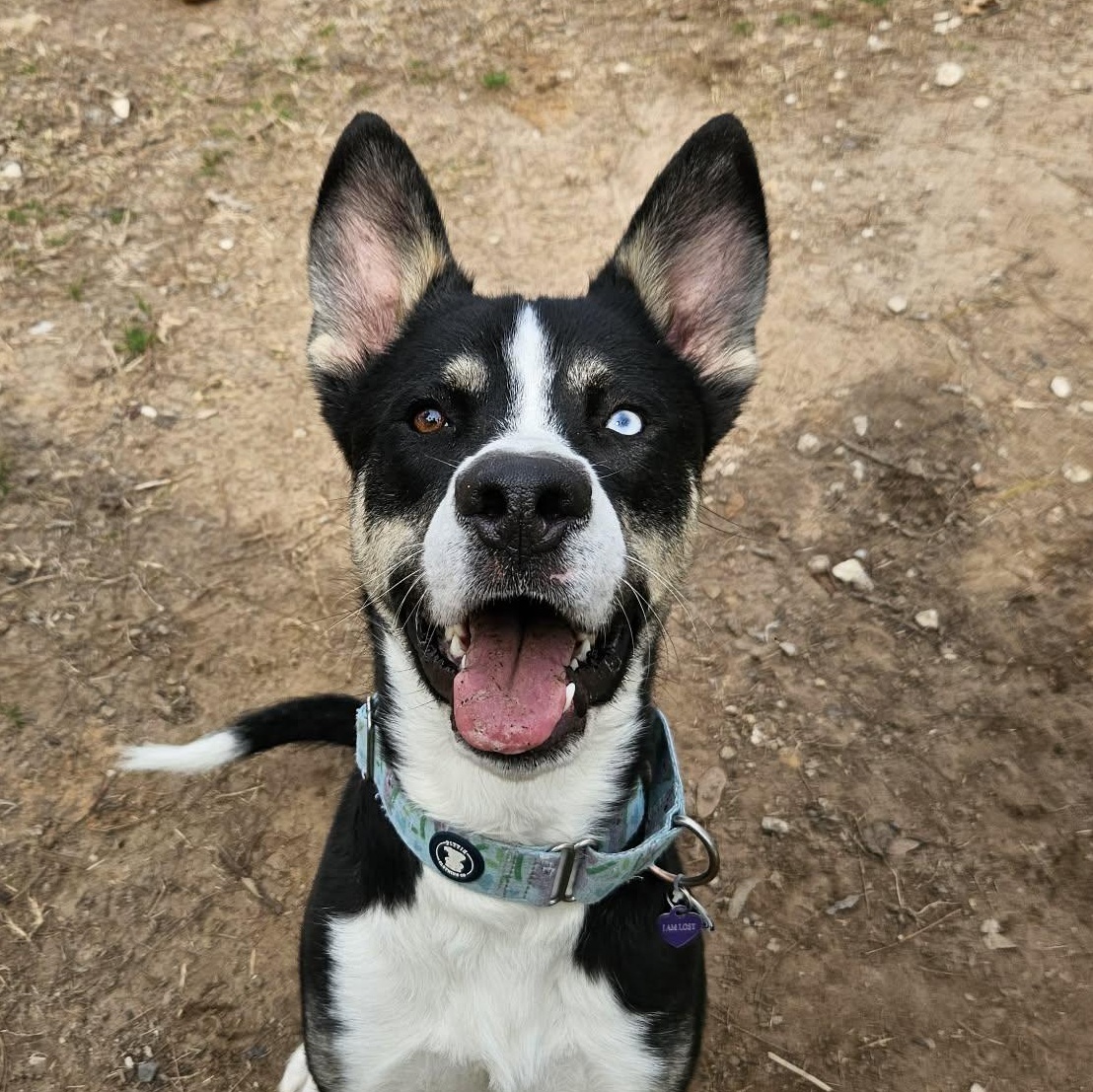 Phineas, Adoptable, Young Male Husky & Mixed Breed.