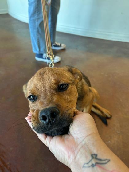 Warren, Adoptable, Adult Male Black Mouth Cur & Mixed Breed.