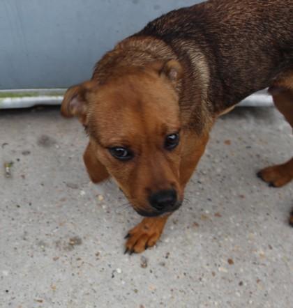 Enlarge Warren, a Adoptable mixed breed in New Orleans, LA image 2/3