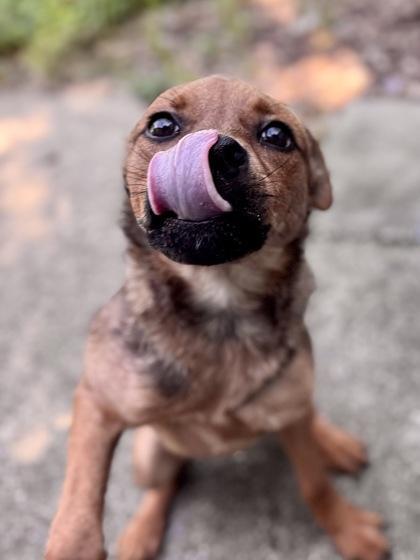 Enlarge Warren, a Adoptable mixed breed in New Orleans, LA image 3/3
