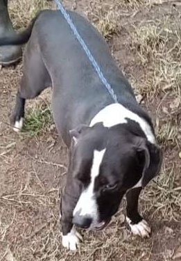 Enlarge Biscuit, a Adoptable mixed breed in Henrietta, TX image 1/4