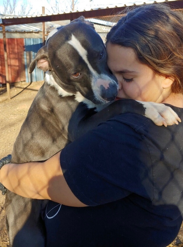 Enlarge Biscuit, a Adoptable mixed breed in Henrietta, TX image 2/4