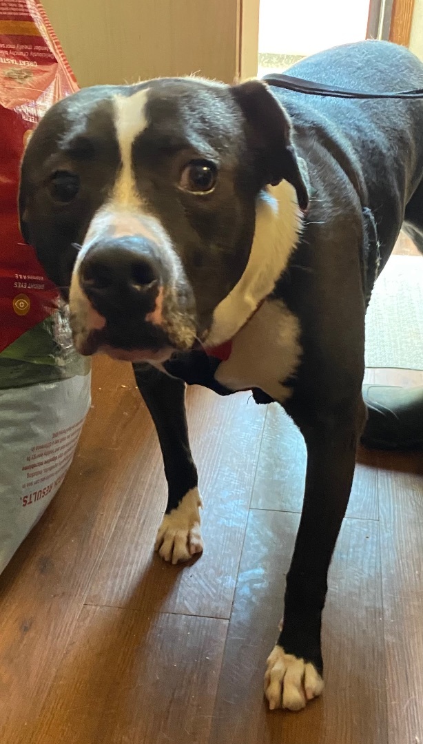 Enlarge Biscuit, a Adoptable mixed breed in Henrietta, TX image 3/4