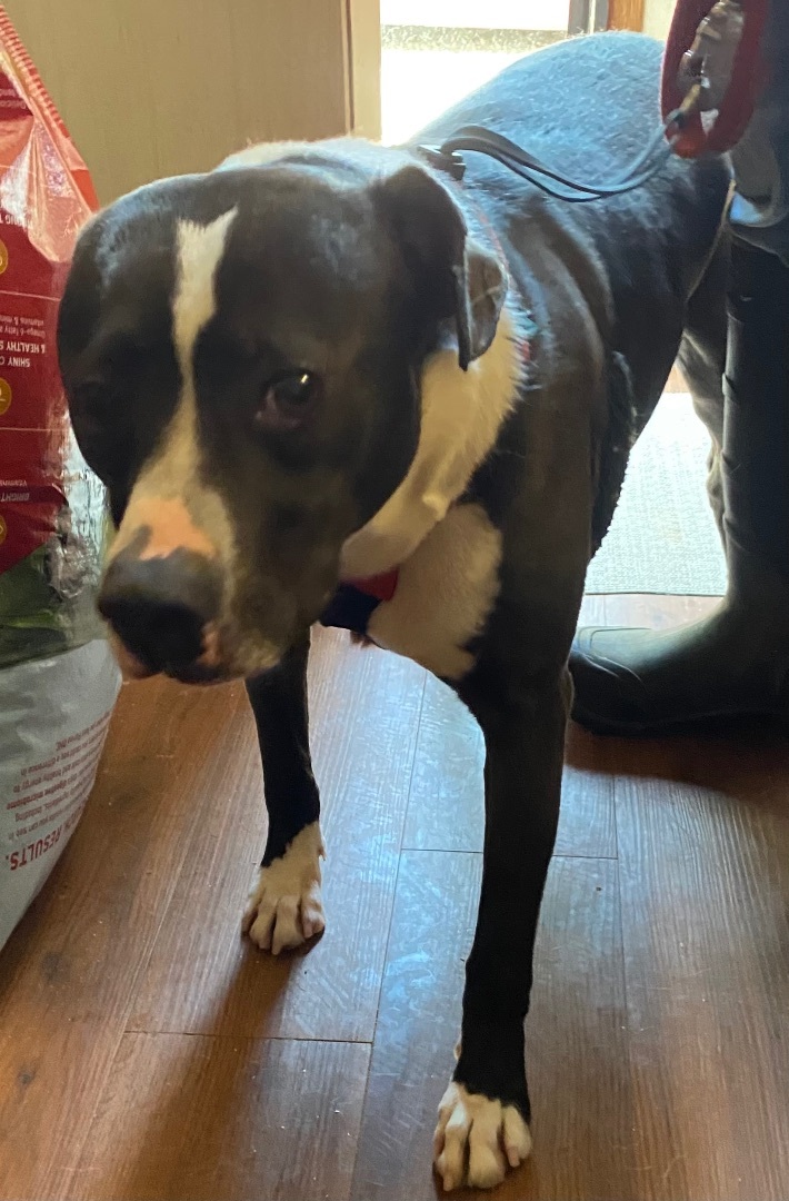 Enlarge Biscuit, a Adoptable mixed breed in Henrietta, TX image 4/4