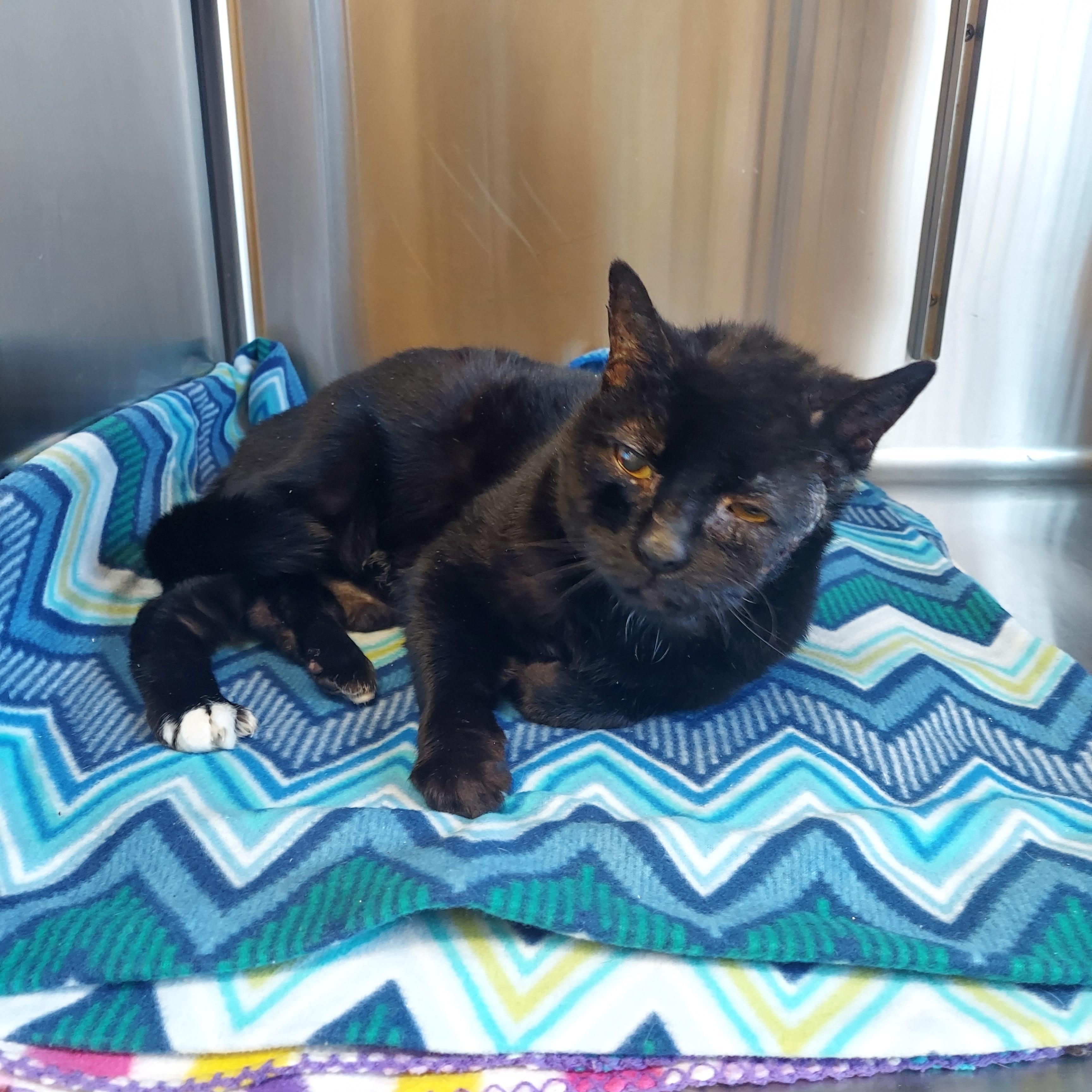 #16, ADOPTABLE, Adult Female Domestic Short Hair.