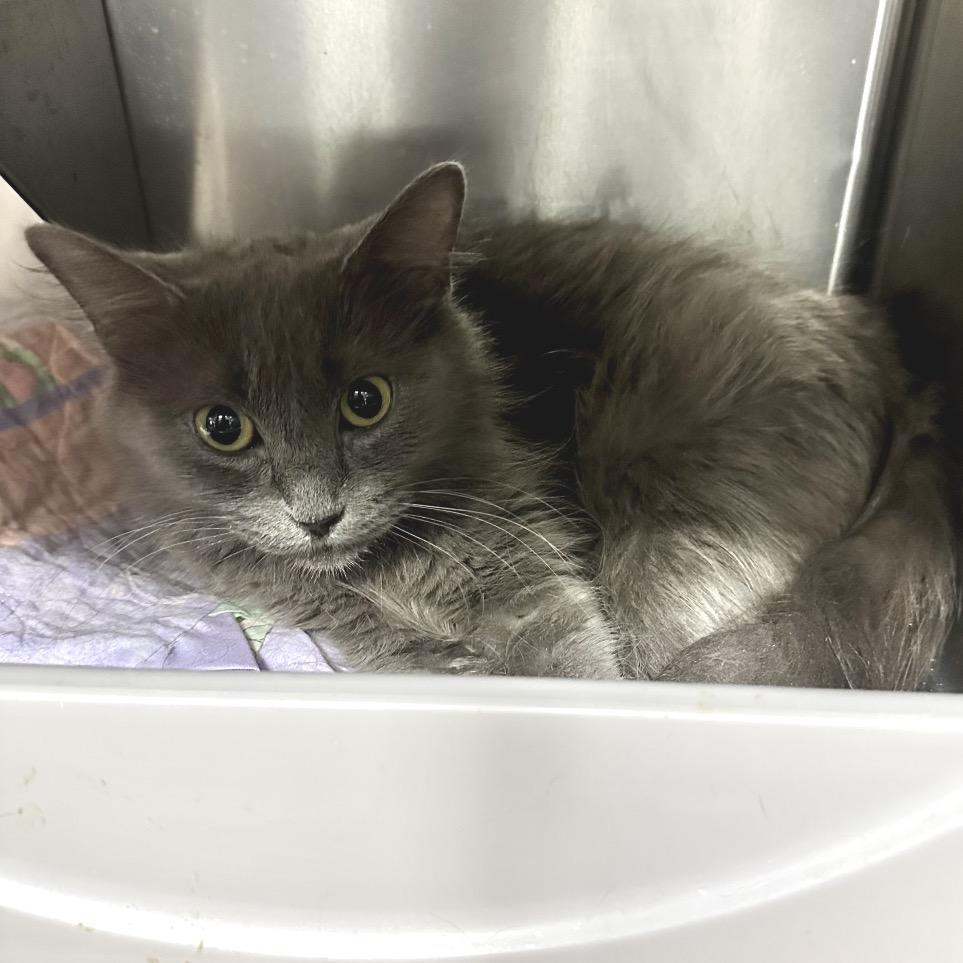 Delilah -Washington PetSmart, Adoptable, Adult Female Domestic Long Hair.