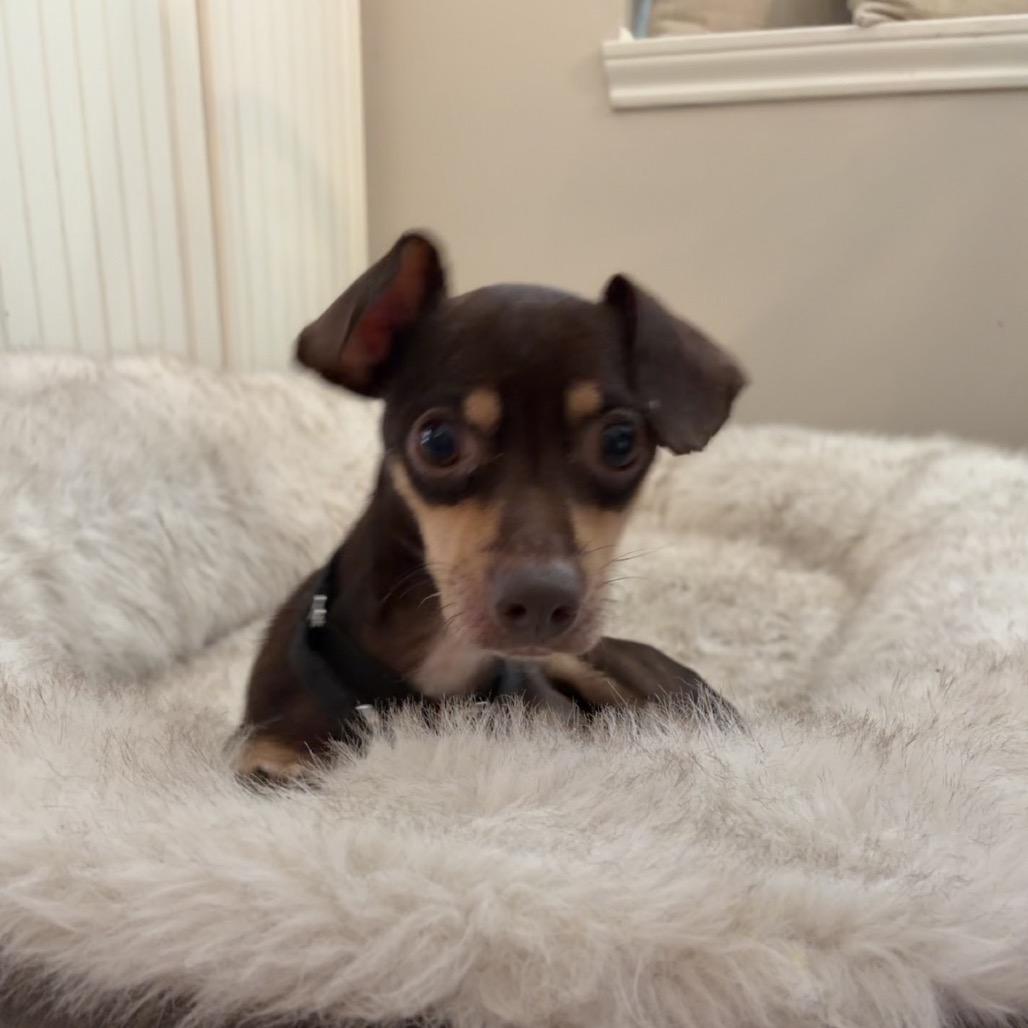 Enlarge Waffles, a Adoptable Chihuahua in Katy, TX image 1/2