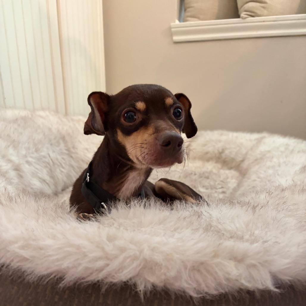 Enlarge Waffles, a Adoptable Chihuahua in Katy, TX image 2/2