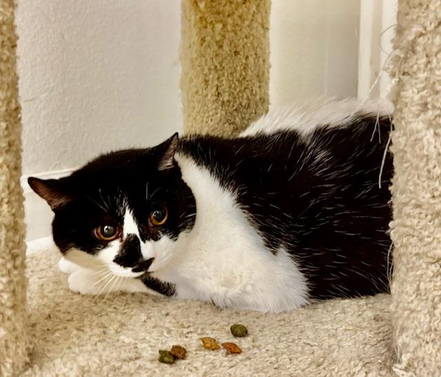 Enlarge Boo-- bonded to Molly, a Adoptable Domestic Short Hair in Camarillo, CA image 1/2