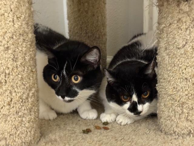 Enlarge Boo-- bonded to Molly, a Adoptable Domestic Short Hair in Camarillo, CA image 2/2