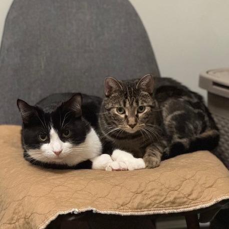 Enlarge Erickson, a Adoptable Domestic Short Hair in Chicago, IL image 1/6