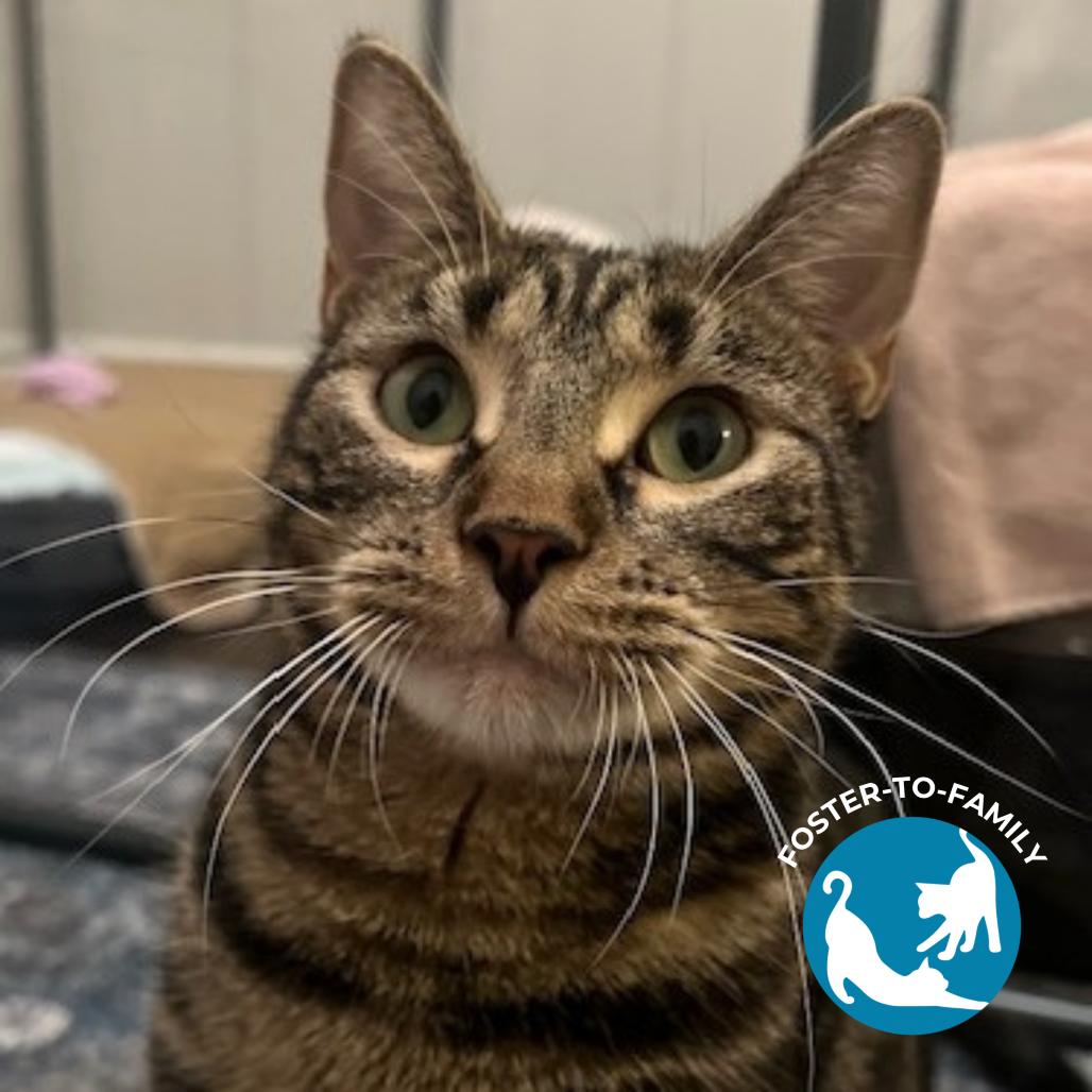 Enlarge Erickson, a Adoptable Domestic Short Hair in Chicago, IL image 2/6
