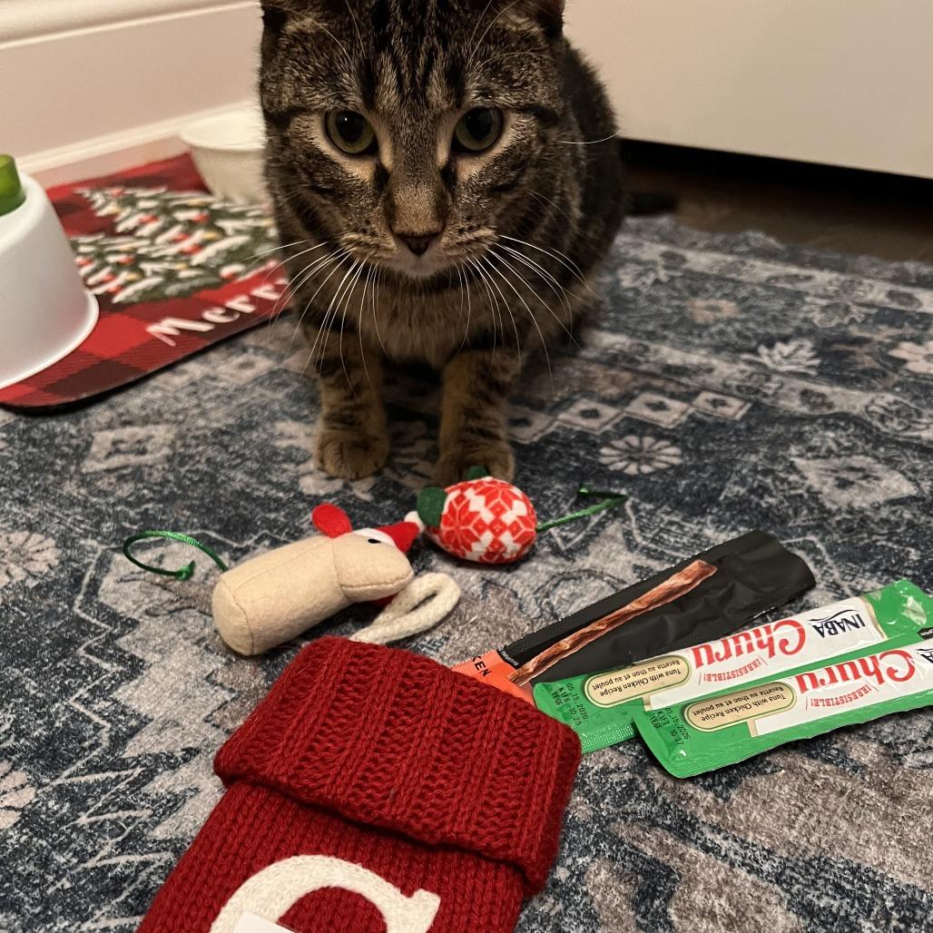 Enlarge Erickson, a Adoptable Domestic Short Hair in Chicago, IL image 2/6