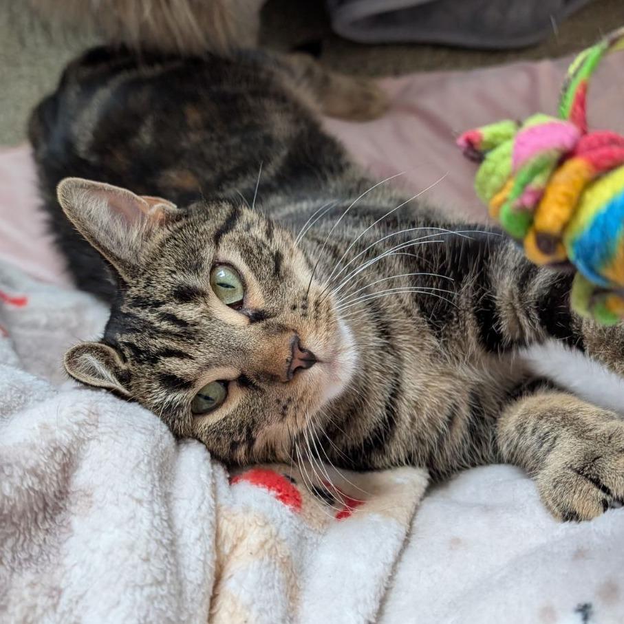 Erickson, Adoptable, Adult Female Domestic Short Hair.