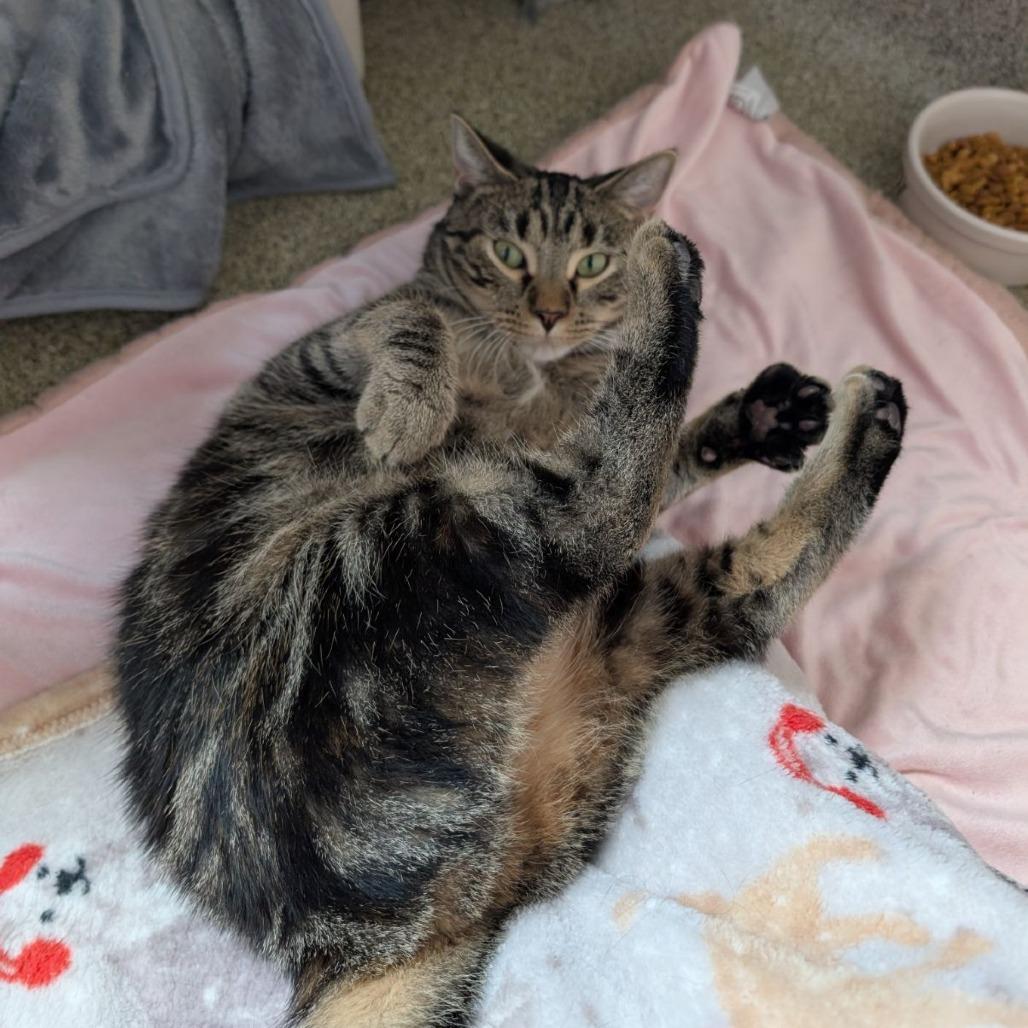 Enlarge Erickson, a Adoptable Domestic Short Hair in Chicago, IL image 2/4