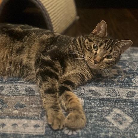 Enlarge Erickson, a Adoptable Domestic Short Hair in Chicago, IL image 3/4