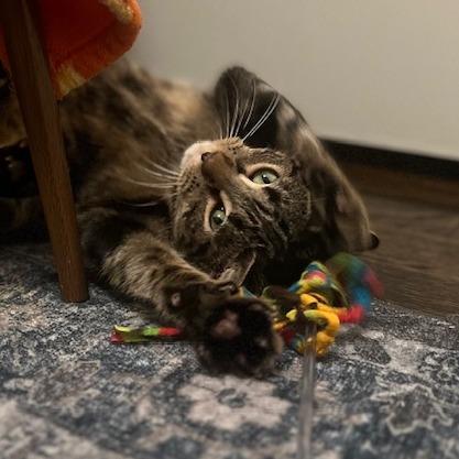 Enlarge Erickson, a Adoptable Domestic Short Hair in Chicago, IL image 6/6