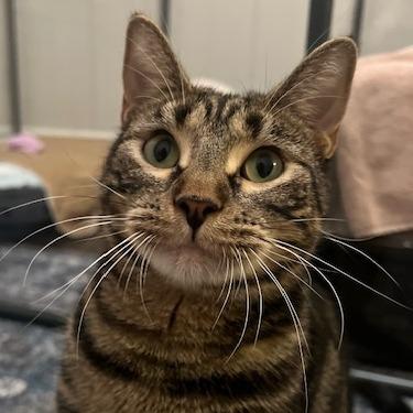 Erickson, a Adoptable Domestic Short Hair in Chicago, IL image 6/6