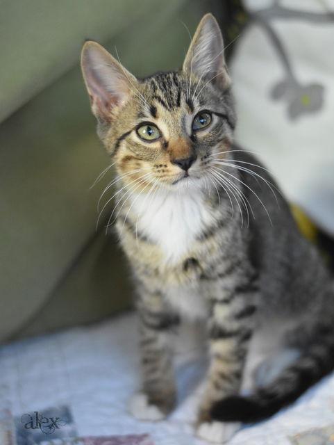 Alex, Adoptable, Kitten Male Domestic Medium Hair.