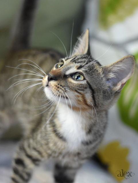 Enlarge Alex, a Adoptable Domestic Medium Hair in Montgomery, TX image 2/3