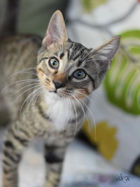 Enlarge Alex, a Adoptable Domestic Medium Hair in Montgomery, TX image 3/3