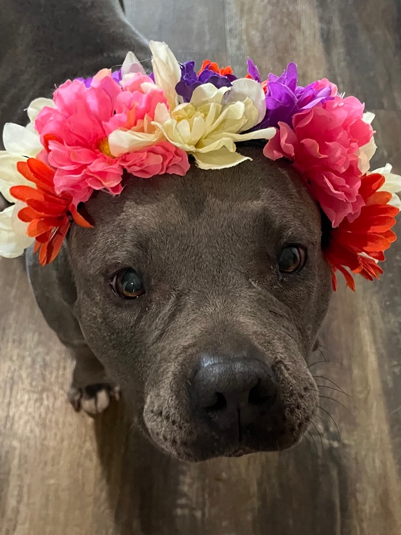 Maya, a Adoptable mixed breed in Spring Hill, FL image 1/6