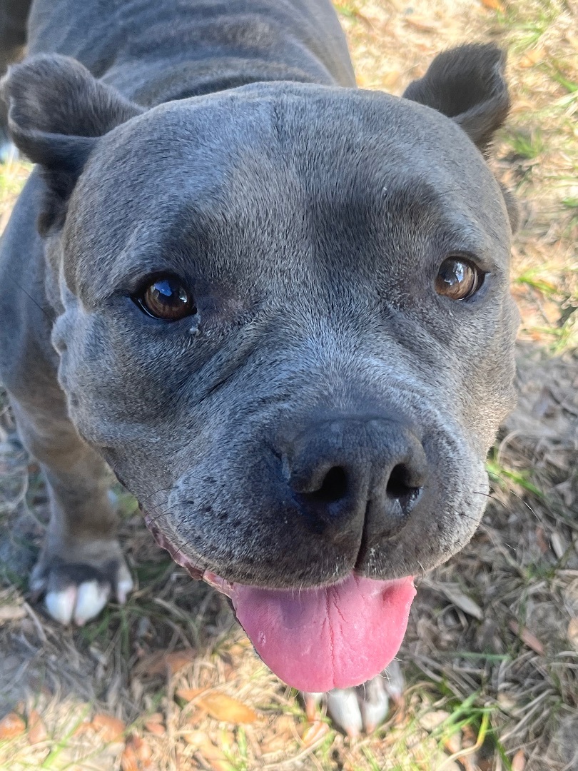 Maya, a Adoptable mixed breed in Spring Hill, FL image 2/6