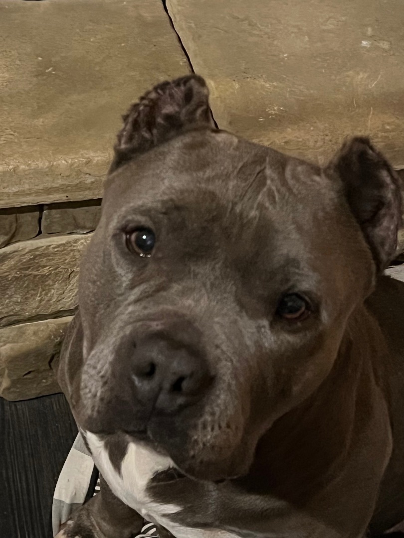 Maya, a Adoptable mixed breed in Spring Hill, FL image 3/6