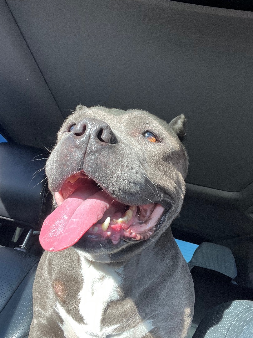 Maya, a Adoptable mixed breed in Spring Hill, FL image 4/6