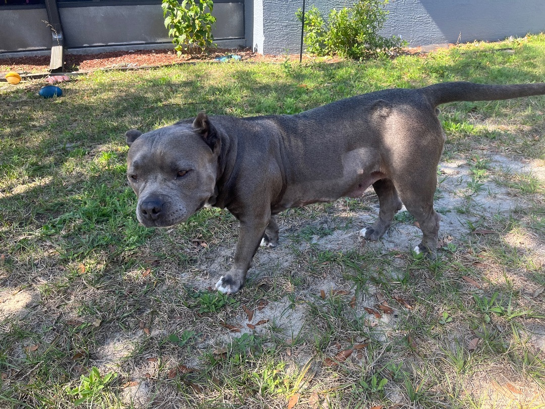 Maya, a Adoptable mixed breed in Spring Hill, FL image 5/6