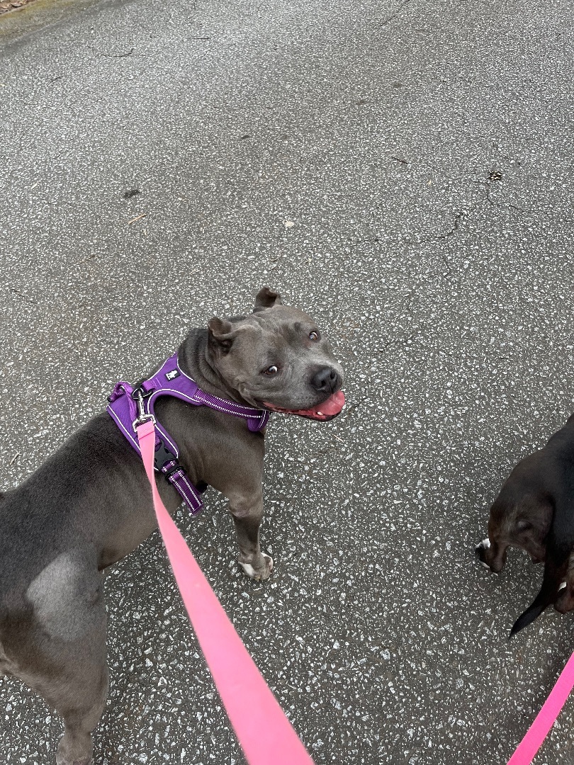 Maya, a Adoptable mixed breed in Spring Hill, FL image 6/6