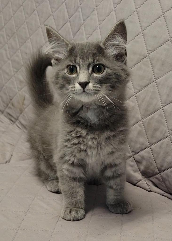 Enlarge Yerba, a Adoptable mixed breed in Sandusky, OH image 1/1