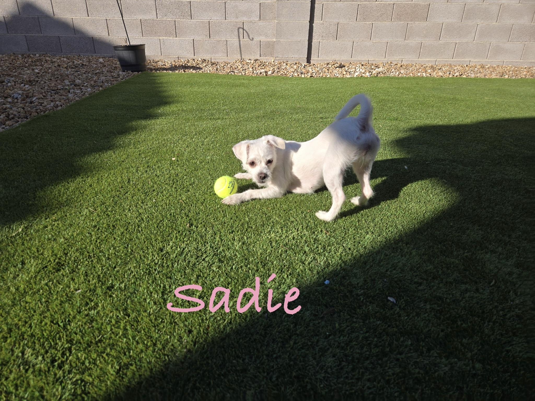 Sadie , ADOPTABLE, Young Female Jack Russell Terrier & Miniature Poodle.