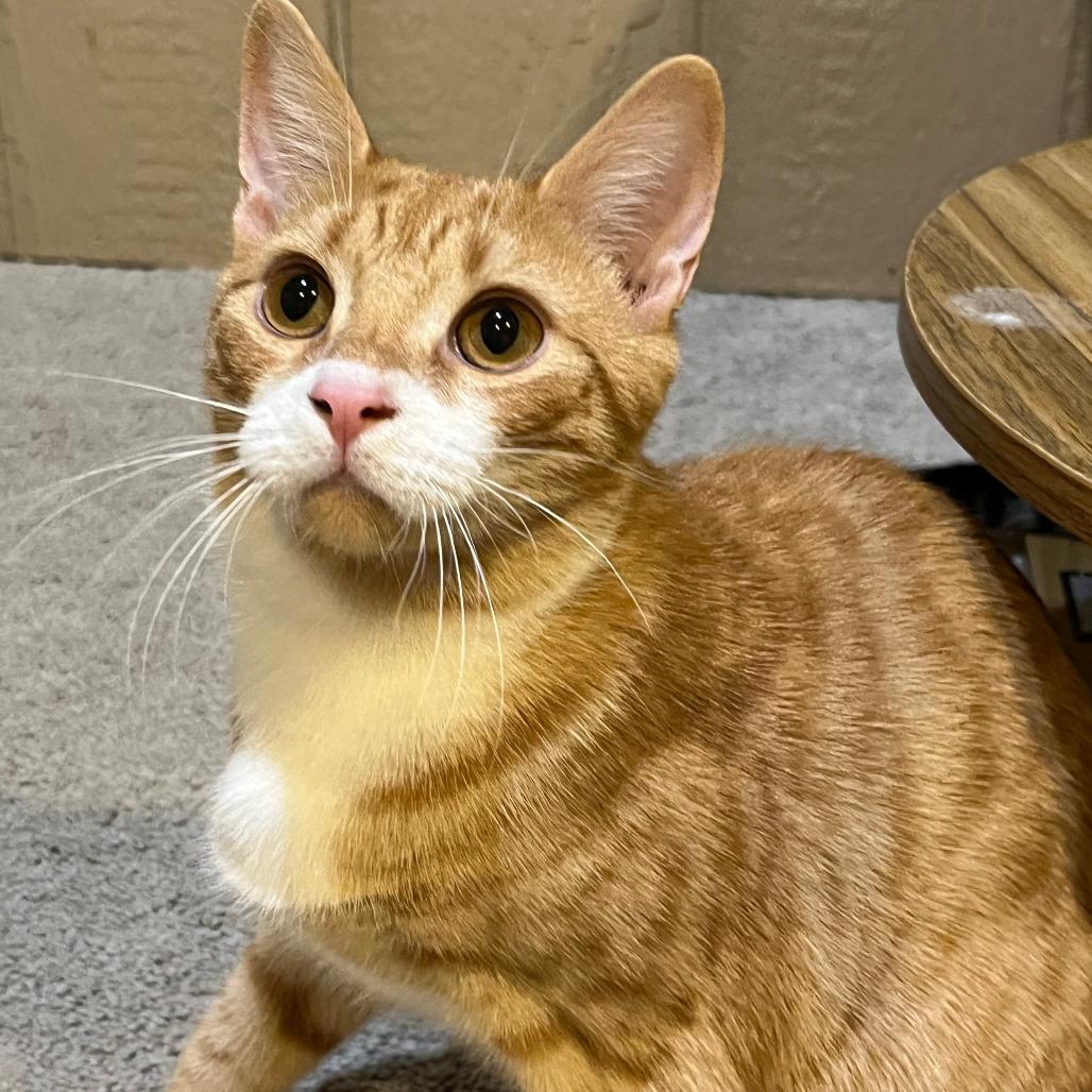 0825-97 Boots, Adoptable, Young Male Domestic Short Hair.