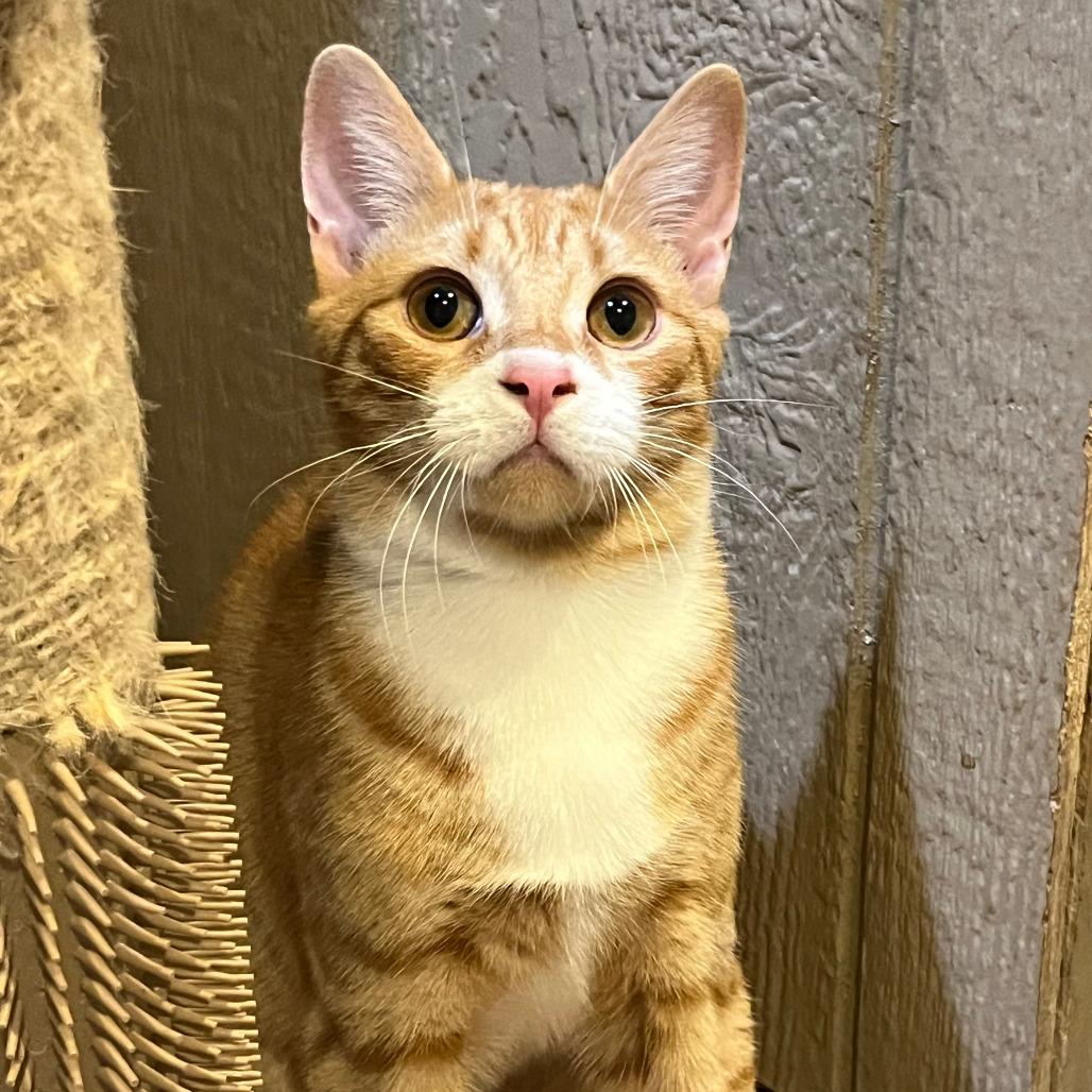 Enlarge 0825-97 Boots, a Adoptable Domestic Short Hair in Abingdon, MD image 2/5